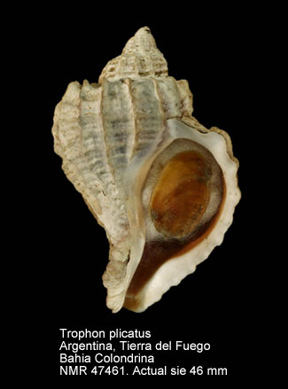 Trophon plicatus.jpg - Trophon plicatus(Lightfoot,1786)